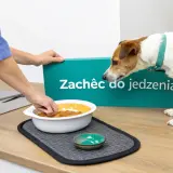 Pies nie chce jeść z miski, mimo zachęty. Właścicielka próbuje go nakłonić do jedzenia.