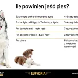 Ile razy dziennie karmić psa? Tabela podpowiada: szczenięta 4-5 razy, dorosłe 2-3 razy, chore po konsultacji z weterynarzem.