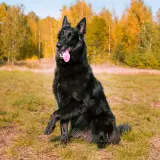 Czarny owczarek belgijski groenendael siedzi na trawie, z podniesioną łapą i wystawionym językiem, na tle jesiennego lasu.