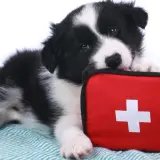 Szczeniak rasy border collie leży obok czerwonej apteczki z białym krzyżem. Wygląda, jakby był gotowy na nagłą śmierć psa, ale ma nadzieję na ratunek.