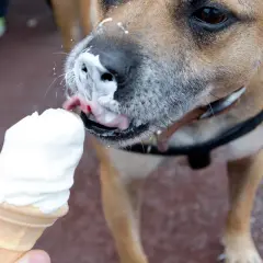 Czy pies może jeść lody? Ten piesek z pewnością się zajada! Wylizuje pyszne lody z wafelka, a jego pyszczek jest cały w śmietance.