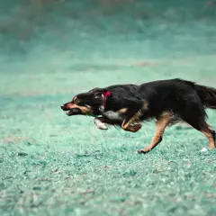 Czarny pies z rudymi znaczeniami w szaleńczym biegu, doświadczający **zoomies u psa**. Wesołe szaleństwo na zielonej trawie.