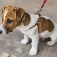 Mały Jack Russell Terrier na smyczy, zastanawia się jaka smycz dla szczeniaka będzie najlepsza.