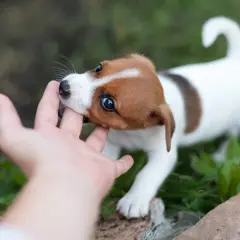 Uroczy szczeniak Jack Russell Teriera gryzie palec, co jest typowym zachowaniem, gdy uczymy go, jak oduczyć szczeniaka gryzienia.