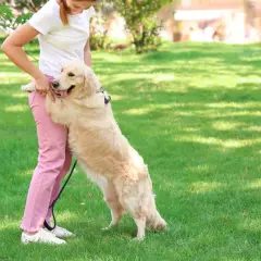 Złoty retriever skacze na właścicielkę, okazując radość. To częsta reakcja, gdy pies cieszy się na widok ukochanej osoby.