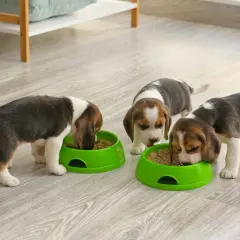 Trzy urocze szczenięta beagle, każdy w wieku około 3 miesięcy, zajadają się karmą z zielonych misek.