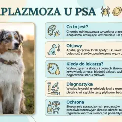 Anaplazmoza u psa: objawy, diagnostyka i ochrona przed chorobą przenoszoną przez kleszcze. Zdjęcie przedstawia psa rasy Australian Shepherd.