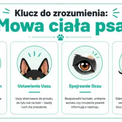 Klucz do zrozumienia: mowa ciała psa. Ilustracje pokazują ogon, uszy, oczy i postawę psa, które sygnalizują jego emocje.