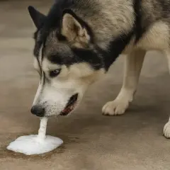 Siberian husky z pianą w pysku, objaw zapalenia żołądka u psa.