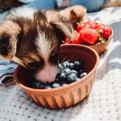 Uroczy szczeniak corgi bada miseczkę z jagodami, zastanawiając się, czy pies może jagody. Obok miska z truskawkami.
