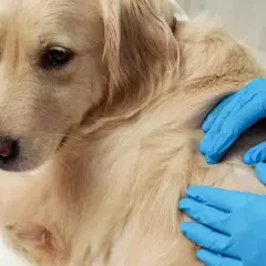 Weterynarz bada łagodnego golden retrievera, sprawdzając guzek pod sierścią, który może być tłuszczakiem u psa.