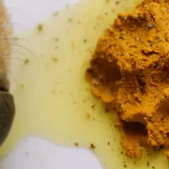 Pies wącha pastę z kurkumy, która ma mu pomóc.