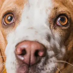 Zbliżenie na pysk psa rasy beagle. Widać jego brązowe oczy, które lekko ropieją, oraz wilgotny nos.