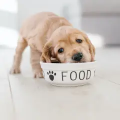 Uroczy, 3 tygodniowy szczeniak z nosem w misce z napisem "FOOD".