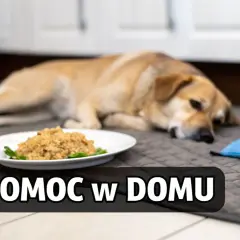 Chory piesek leży obok miski z wodą i jedzeniem. Może to być objaw wymiotów u szczeniaka.
