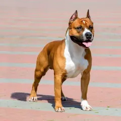 Silny, rudy staffordshire bull terrier z białymi znaczeniami, stoi na chodniku, dysząc z otwartym pyskiem.