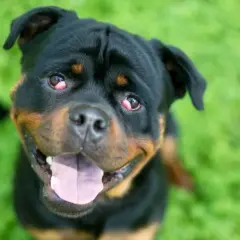 Rottweiler z zaczerwienionym, spuchniętym okiem, patrzący w obiektyw z otwartym pyskiem.
