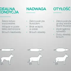 Jak odchudzić psa? Porównanie sylwetek: idealna kondycja, nadwaga, otyłość. Wskazówki dotyczące oceny budowy ciała psa.