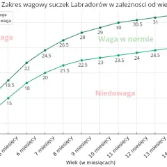 Wykres pokazuje zakres wagowy suczek labradorów. Labrador 3 miesiące waży 9-11 kg.
