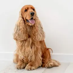 Uroczy, rudy cocker spaniel siedzi na jasnej podłodze. Jego długie, falujące uszy opadają na boki, a język wystaje z pyska. To piękny przykład tej rasy.