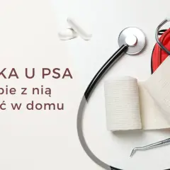 Biegunka u psa po zmianie karmy może trwać kilka dni. Na zdjęciu stetoskop, bandaże i apteczka.