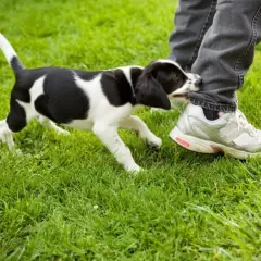 Mały piesek w czarno-białe łaty bawi się, gryząc nogawkę spodni i buta.