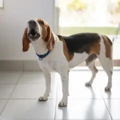 Beagle z otwartym pyskiem, kiedy szczeniak zaczyna szczekać, stoi na kafelkach.