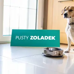 Pies siedzi obok pustej miski, a obok niego stoi tabliczka "PUSTY ŻOŁĄDEK".