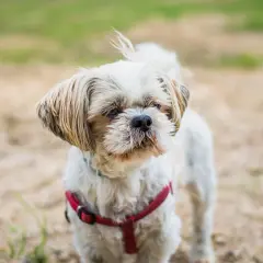 Shih tzu w czerwonej obroży, zastanawia się, czy pies może jeść biały ser.
