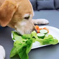 Labrador wącha talerz z sałatą, ogórkiem i marchewką, zastanawiając się, czy pies może jeść sałatę.