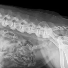 RTG kręgosłupa psa z widocznymi zmianami zwyrodnieniowymi, wskazującymi na spondylozę. Widoczne są osteofity na trzonach kręgów.