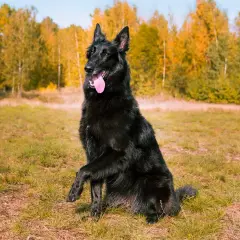 Czarny owczarek belgijski groenendael siedzi na trawie, z podniesioną łapą i wystawionym językiem, na tle jesiennego lasu.