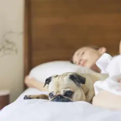 Mops leży obok śpiącej kobiety, jego oczy są szeroko otwarte. Czyżby to dziwne zachowanie psa w nocy?