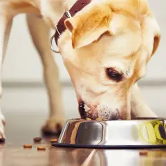Złoty labrador pochyla się nad miską, jedząc karmę. Widać jego skupienie, co może świadczyć o obronie zasobów u psa.