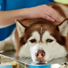 Husky leży na stole weterynaryjnym, weterynarz bada go, być może z powodu wnętrostwa u psa.