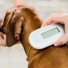 Skanowanie chipa u psa. Rejestracja psa chip to ważny krok w zapewnieniu bezpieczeństwa Twojego pupila.