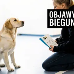 Labrador siedzi przed kobietą czytającą o objawach biegunki u psa. Może szuka informacji o loperamidzie dla psa.