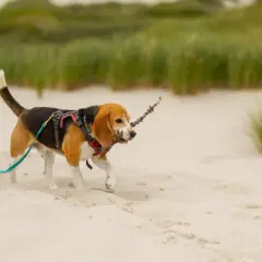 Szczeniak beagle na spacerze na plaży, niosąc patyk w pysku. Idealny dzień, kiedy szczeniak może wyjść na dwór.