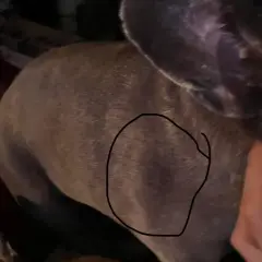 Widoczna gula po szczepieniu u psa, zaznaczona czarnym okręgiem. Pies leży na czerwonym kocu.