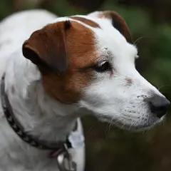 Portret Jack Russell Teriera. Czyżby czekał na przysmak, może imbir dla psa?