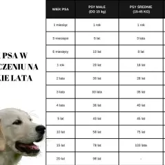 Golden retriever długość życia: tabela przelicza wiek psa na ludzkie lata, pokazując, że nawet duże psy żyją długo.