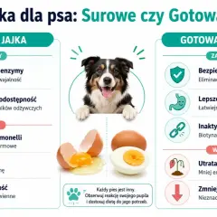 Czy pies może jeść jajko? Grafika porównuje surowe i gotowane jajka dla psów, pokazując ich zalety i wady.
