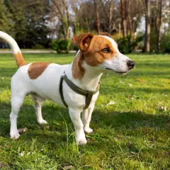 Jack Russell terrier waga idealna, piesek w zielonej obroży stoi na trawie w parku.