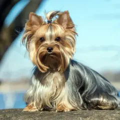 Uroczy york terrier duży, z kokardką na głowie, siedzi na kamieniu na tle błękitnego nieba i drzew.