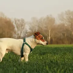 Szczeniak Jack Russell Terrier w zielonej obroży na łące. Zastanawiasz się, ile powinien jeść?
