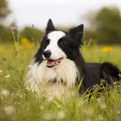 Border collie wzrost. Pies leży na łące pełnej kwiatów, z pyszczkiem lekko uchylonym.