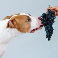 Pies próbuje winogron, ale czy pies może jeść winogrono? To pytanie zadaje sobie wielu właścicieli czworonogów.