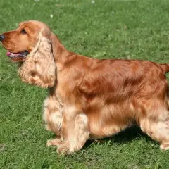 Rudy cocker spaniel angielski, znany ze swojego łagodnego usposobienia, stoi na zielonej trawie.