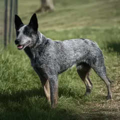 Australian stumpy tail cattle dog stoi na trawie, gotów do pracy.