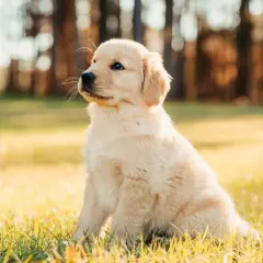 Uroczy szczeniak golden retriever siedzi na trawie. Zastanawiasz się, co może jeść szczeniak oprócz karmy?